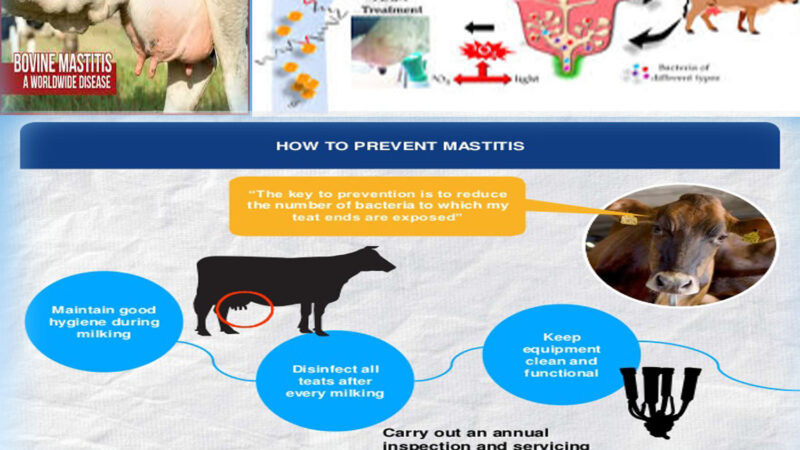 PREVENTION & TREATMENT OF MASTITIS IN DAIRY CATTLE