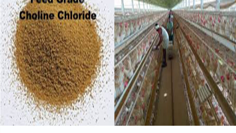 ROLE OF CHOLINE CHLORIDE IN POULTRY(LAYERS & BROILERS) FEED
