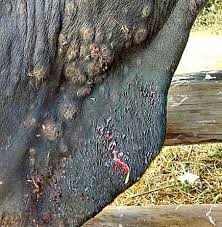 Skin lesion of cattle effected with LSD