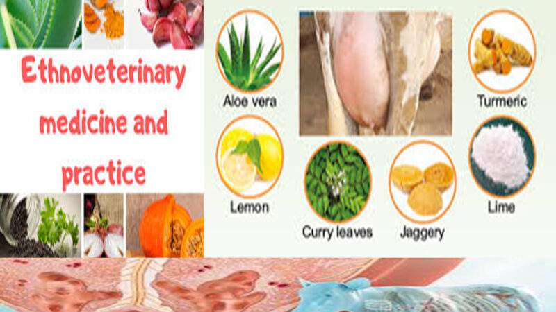 TREATMENT OF BOVINE MASTITIS BY ETHNO-VETERINARY PRACTICES IN INDIA