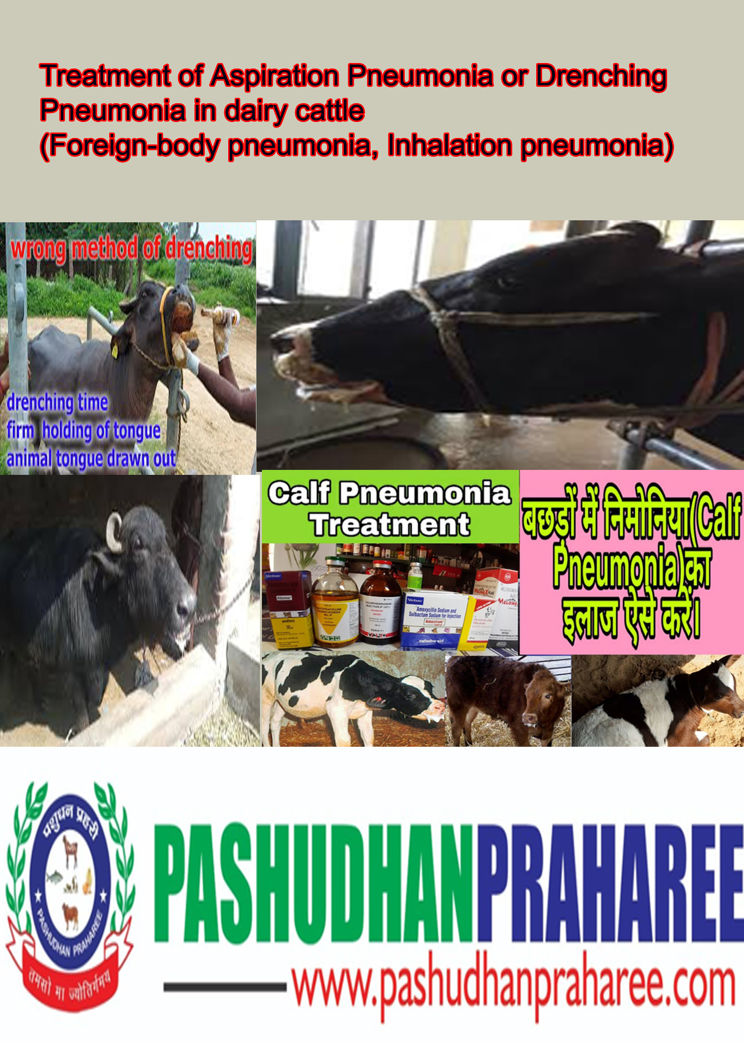 Treatment of Aspiration Pneumonia or Drenching Pneumonia in dairy cattle –  Pashudhan praharee