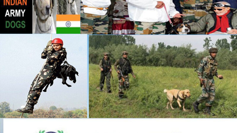 ROLE OF SILENT WARRIORS THE INDIAN ARMY DOGS ( k9 squad) IN NATIONAL SECURITY & WARFARE