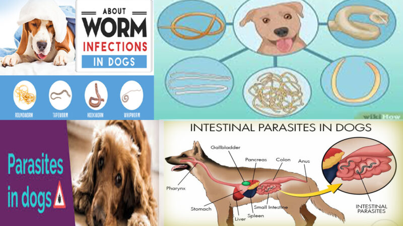Horner S Syndrome In Dog Pashudhan Praharee