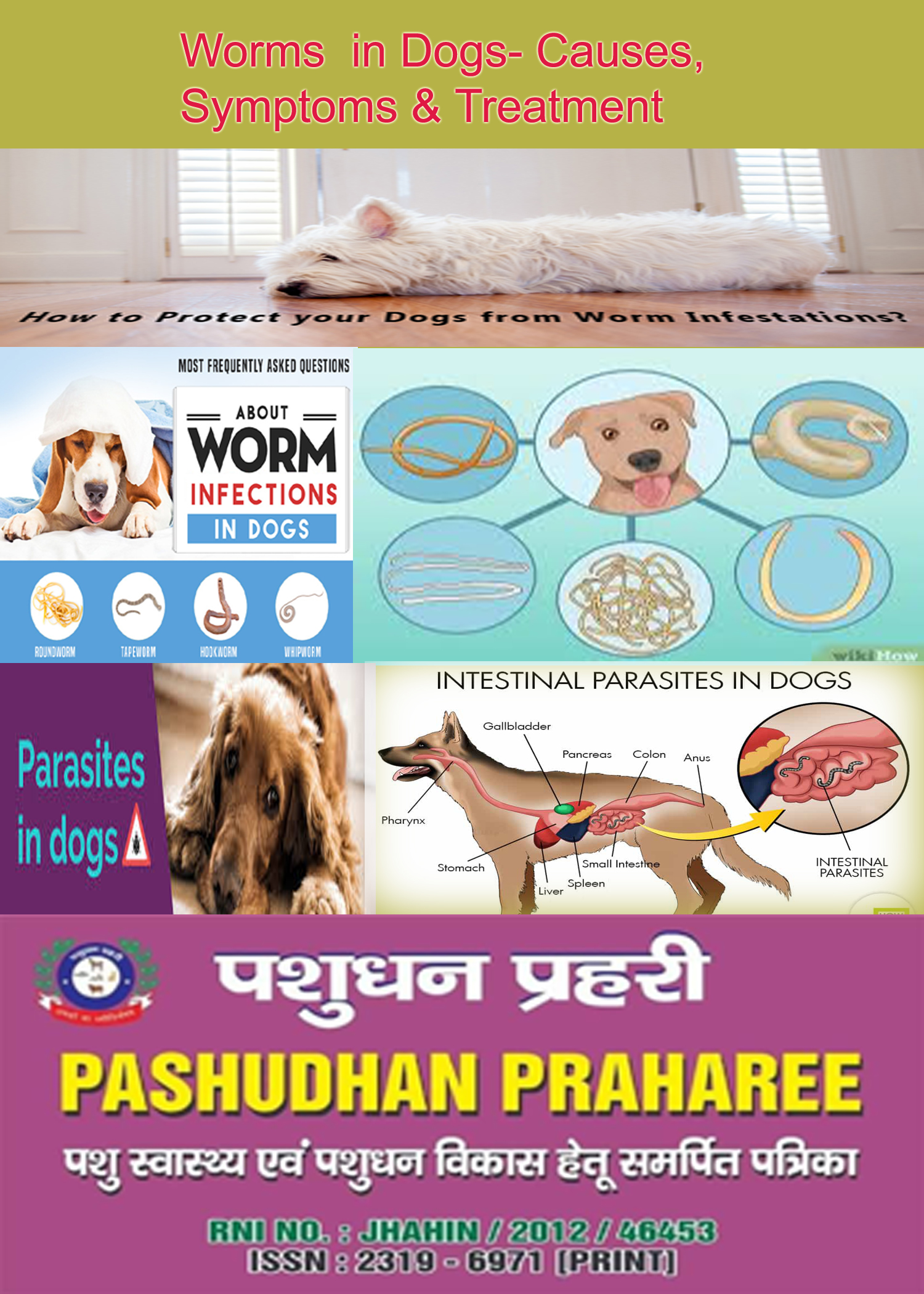Worms in Dogs- Causes, Symptoms & Treatment – Pashudhan praharee