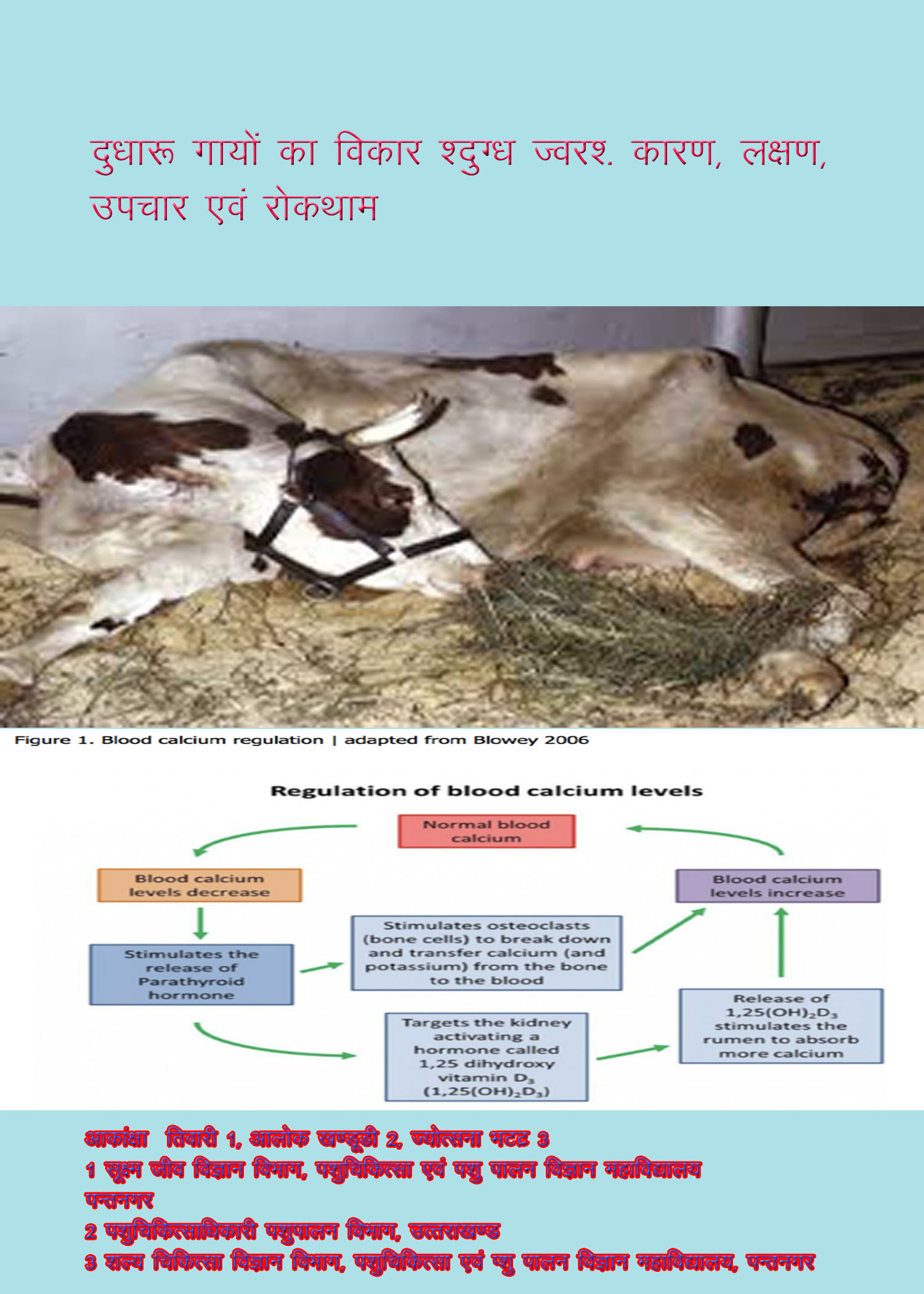mm milk fever in dairy cattle