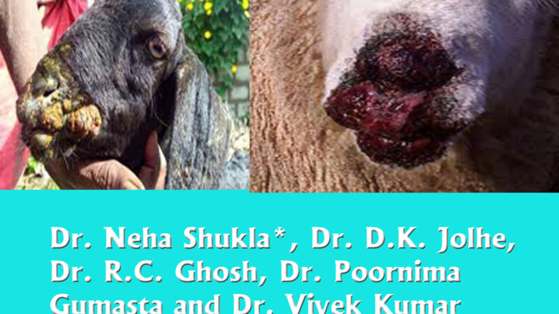 Contagious ecthyma