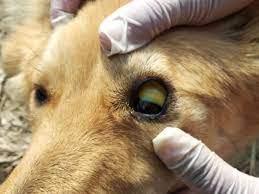 Dog jaundice home best sale treatment