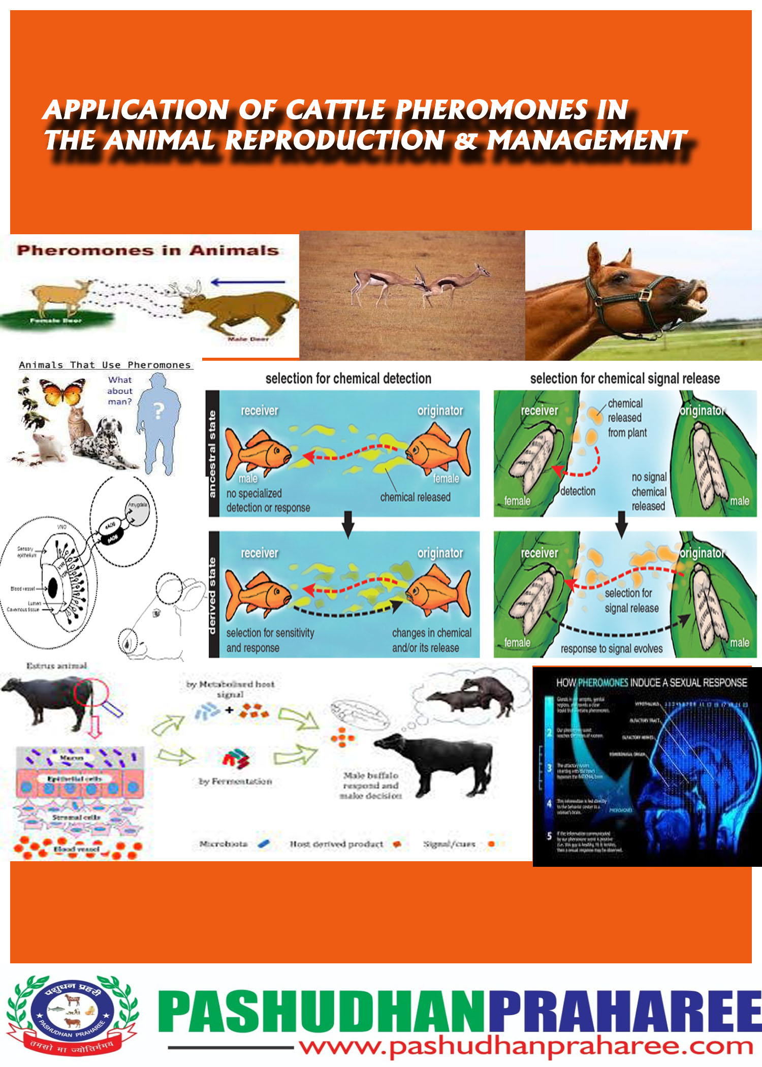 APPLICATION OF CATTLE PHEROMONES IN THE ANIMAL REPRODUCTION & MANAGEMENT – Pashudhan praharee APPLICATION OF CATTLE PHEROMONES IN THE ANIMAL REPRODUCTION & MANAGEMENT – Pashudhan praharee