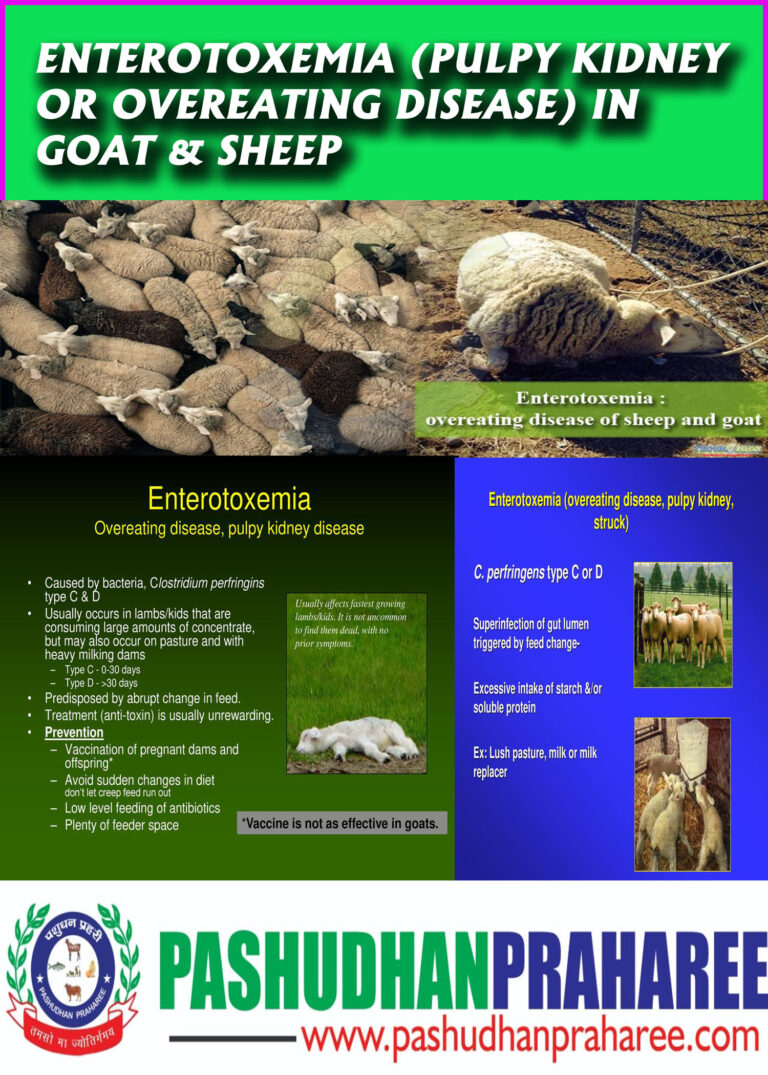 ENTEROTOXEMIA PULPY KIDNEY OR OVEREATING DISEASE IN GOAT SHEEP 