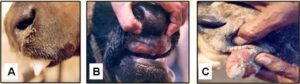 FMD SYMPTOMS IN ANIMALS