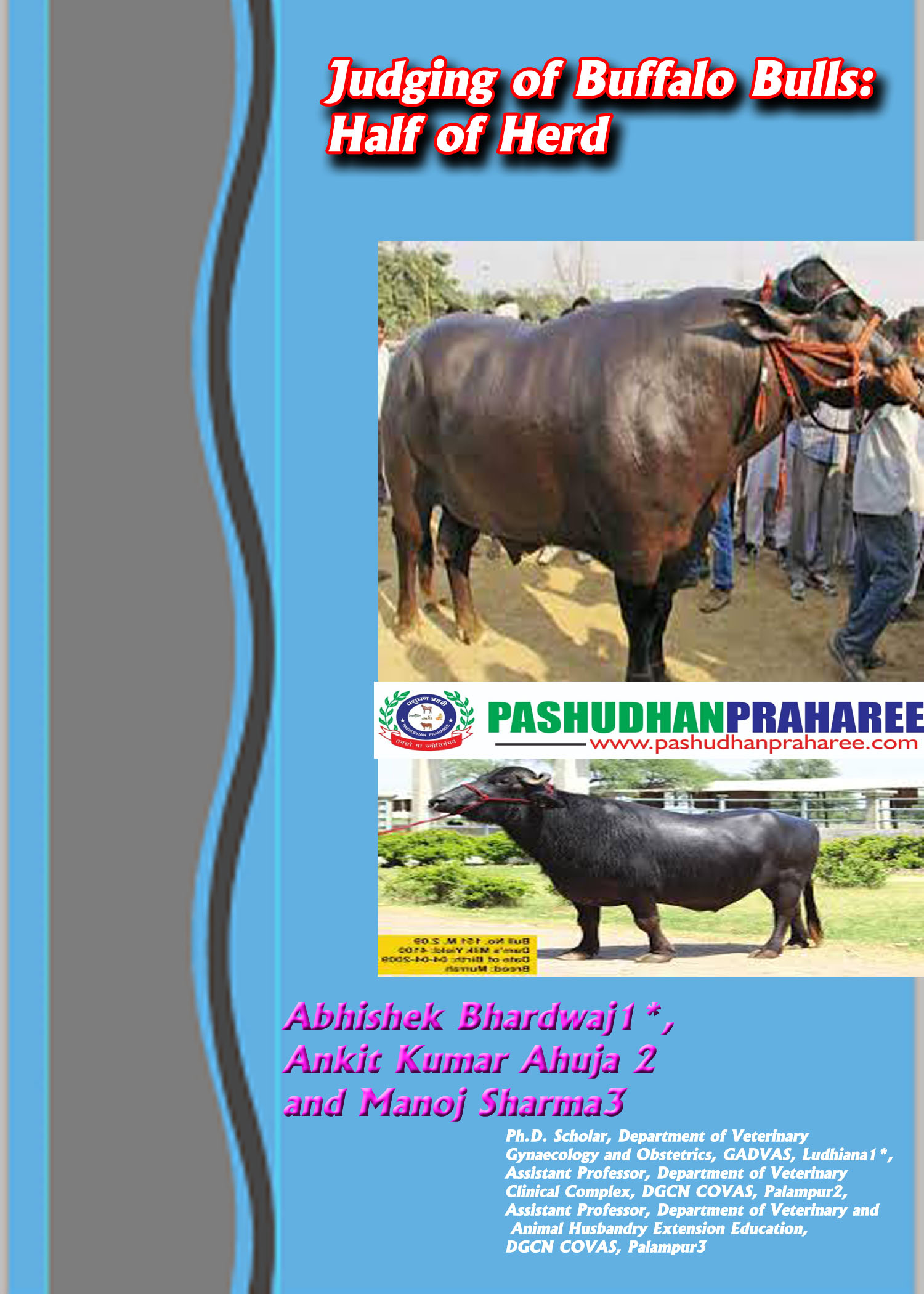 Judging of buffalo bulls: Half of Herd – Pashudhan praharee