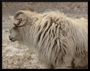 चांगथांगी या लद्दाख पश्मीना