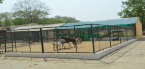 बकरियों के लिए आवश्यक स्थान