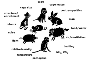 Figure 2. Factors affecting animal welfare in animal house (Image Source; Baumans and Van Loo, 2012)