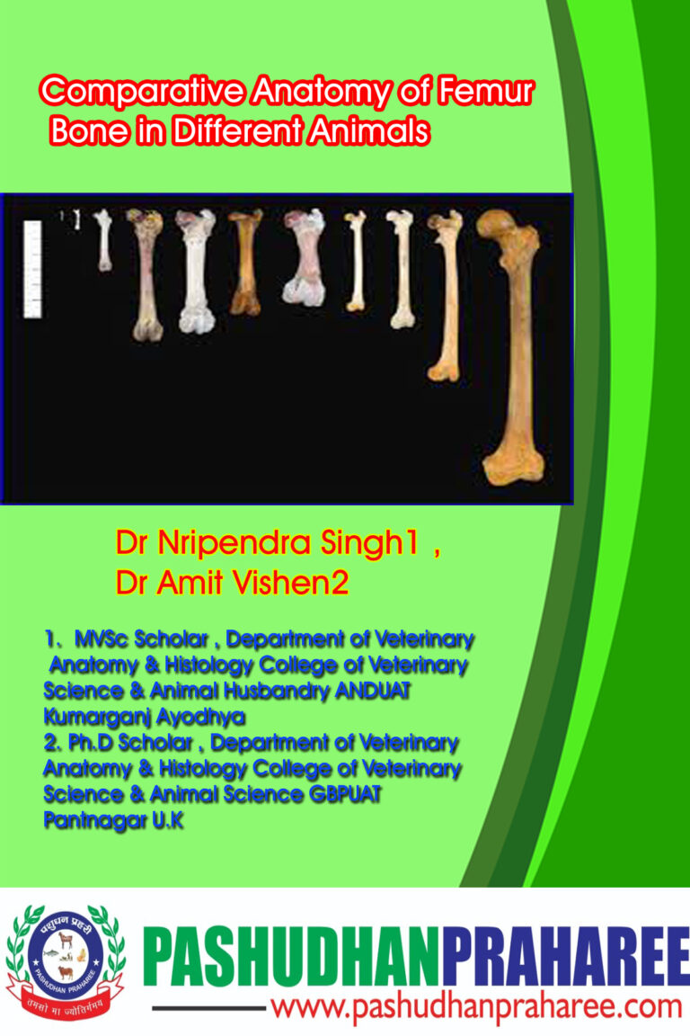 Comparative Anatomy of Femur Bone in Different Animals