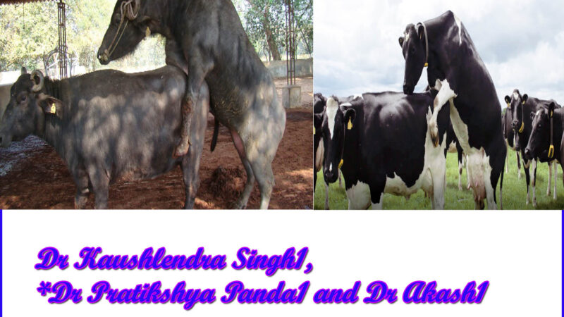Heat Detection in Dairy Animals