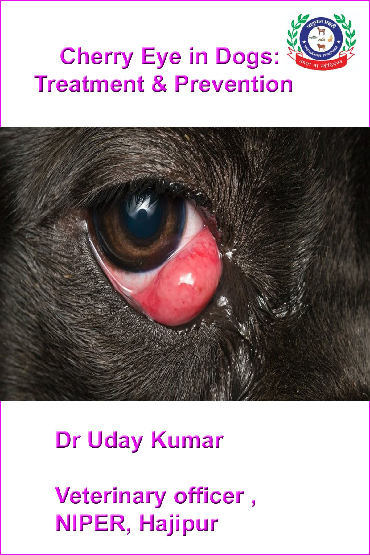 is dog cherry eye contagious