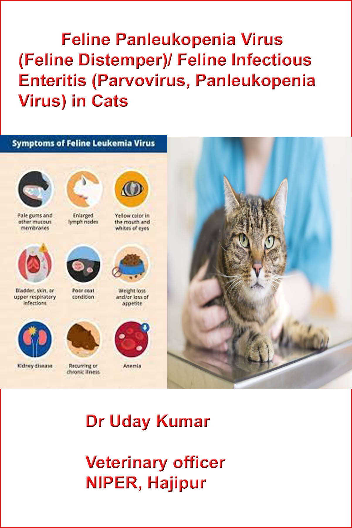 Feline Panleukopenia Virus Feline Distemper Feline Infect