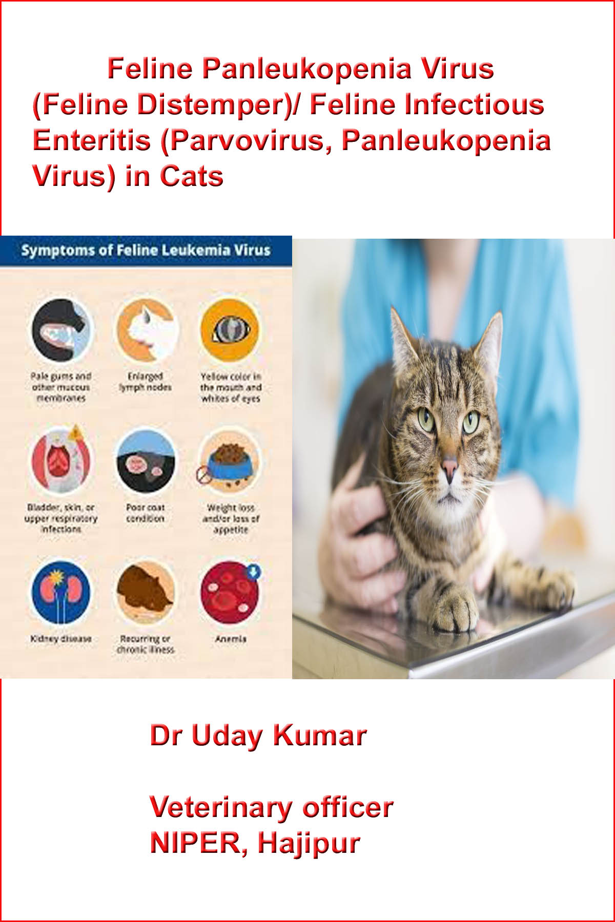 Distemper In Cats Www Distemper Pet