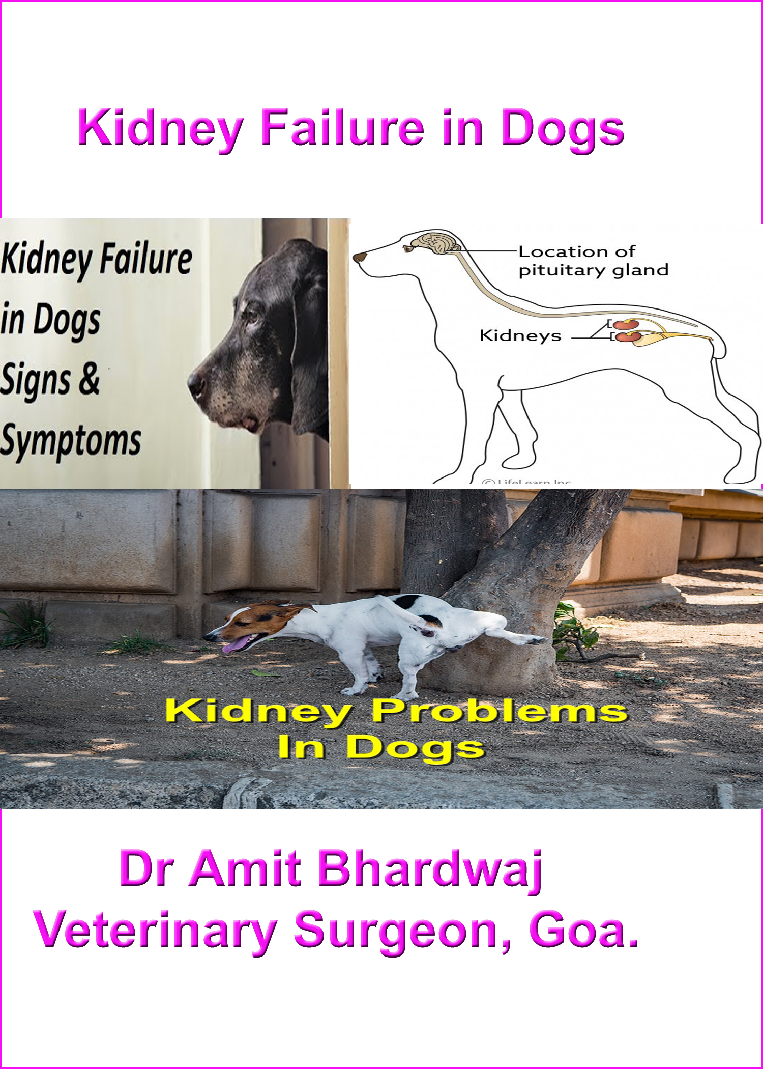 can dogs live with kidney disease