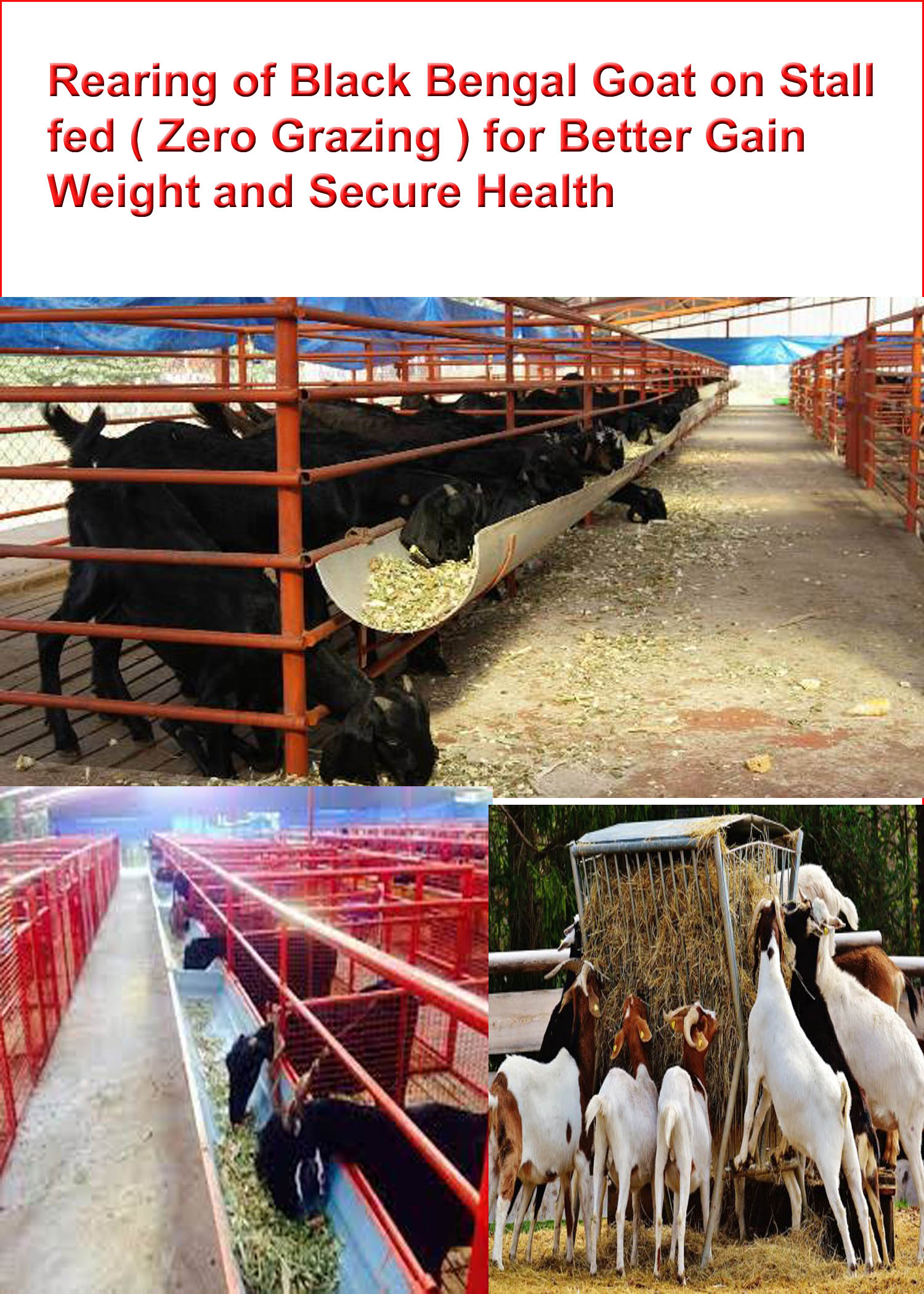 Rearing of Black Bengal Goat on Stall fed (Zero grazing)for Rearing of Black Bengal Goat on Stall fed (Zero grazing)for