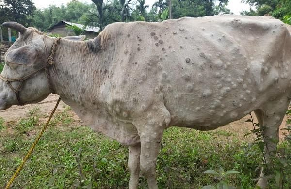 A Mini Review on Diagnosis and Treatment of Lumpy Skin Disease (LSD) Menace  in Cattle in India