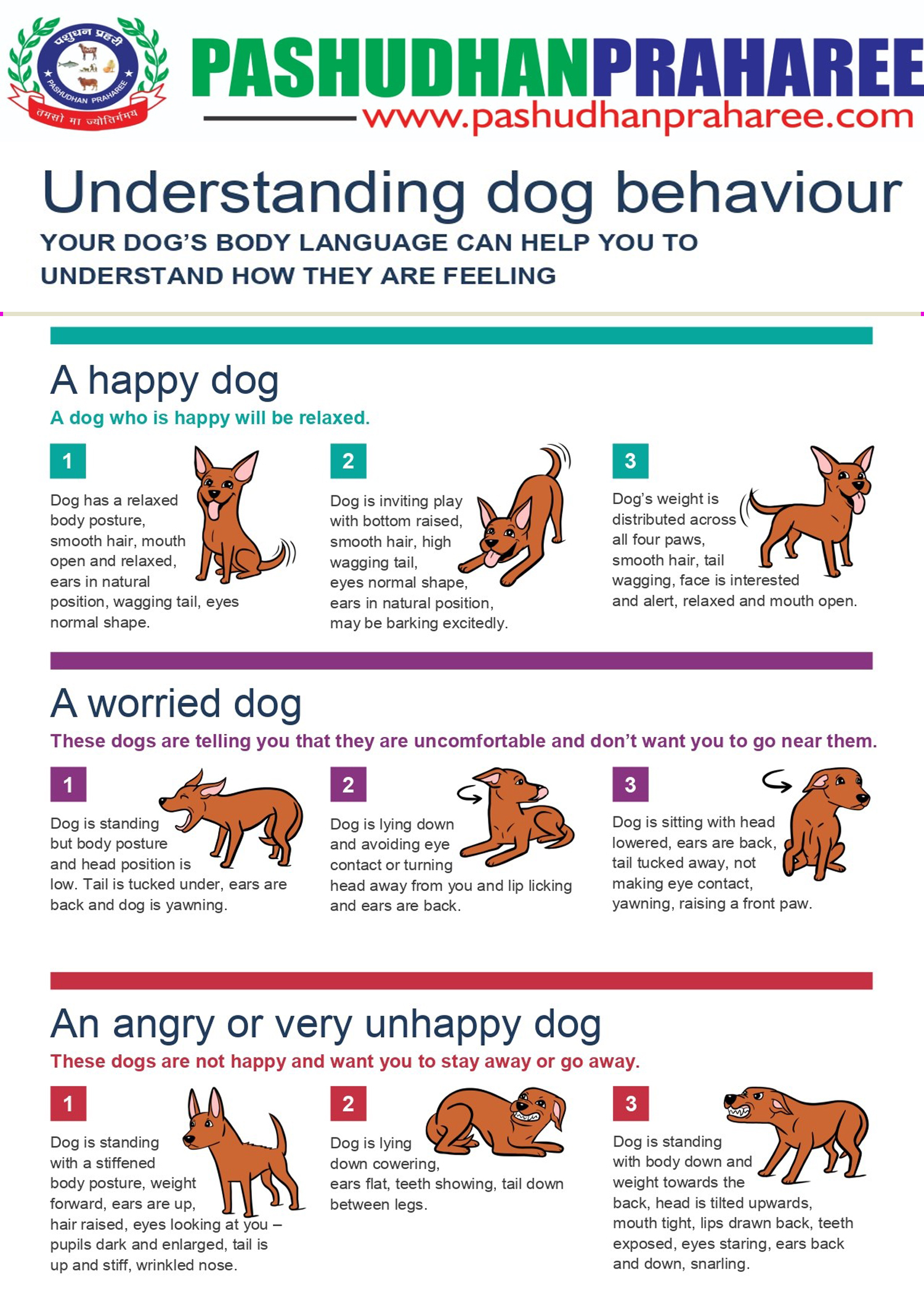 Common Behavior Problems of Dogs & Cats & Solutions