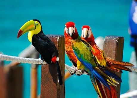 GOVT. REGULATIONS FOR KEEPING EXOTIC BIRDS IN INDIA & SOP FOR IMPORT OF EXOTIC BIRDS IN INDIA GOVT. REGULATIONS FOR KEEPING EXOTIC BIRDS IN INDIA & SOP FOR IMPORT OF EXOTIC BIRDS IN INDIA