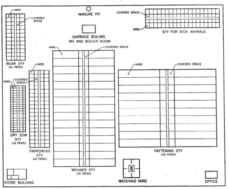Housing Requirements For Different Categories Of Pigs
