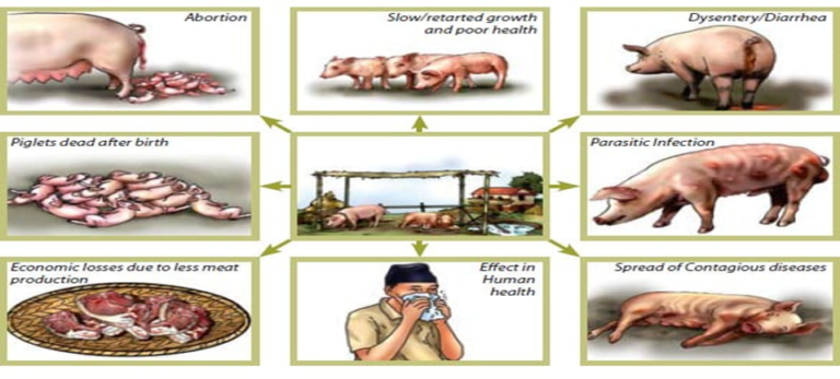 Housing requirements for different categories of pigs