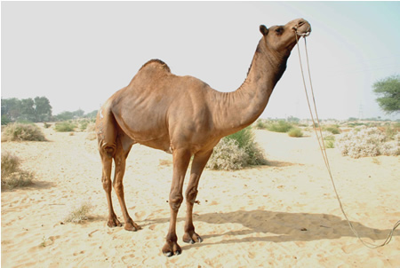 CARE & MANAGEMENT OF CAMEL IN INDIA