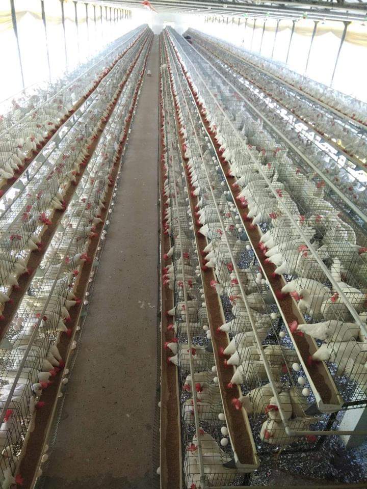 HOW TO START A COMMERCIAL LAYER FARM FOR EGG PRODUCTION