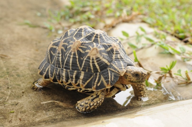 Galapagos Tortoises, some Useful Information