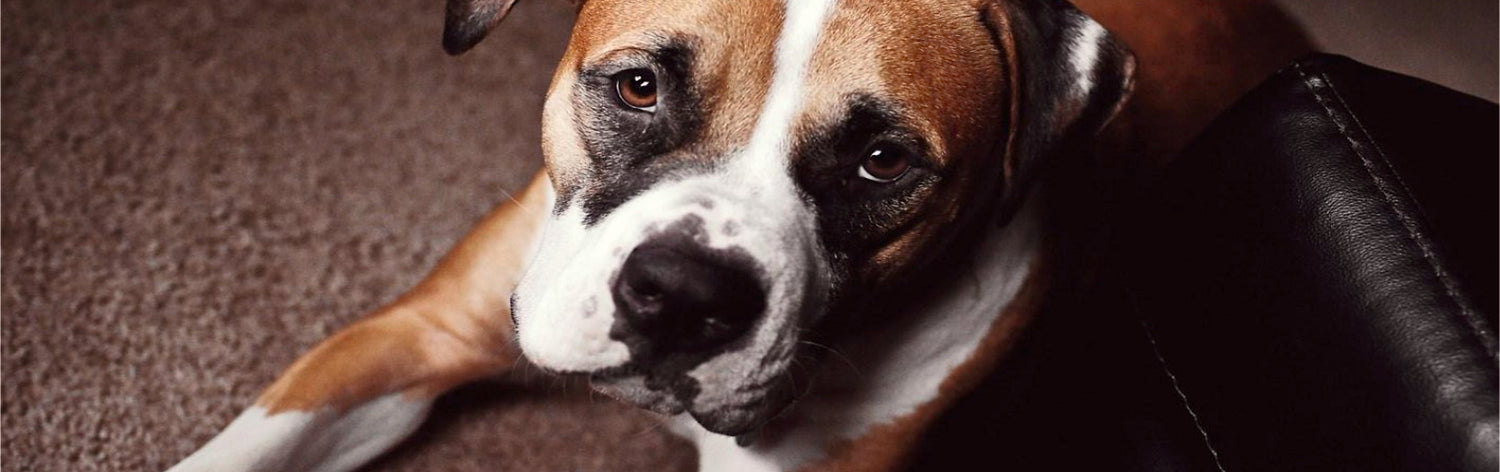 are boxers used in dog fighting