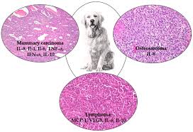 is lymphoma in dogs treatable