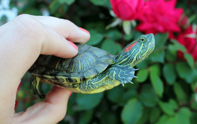 Ways to fill a care package with mini turtles? : r/DIY