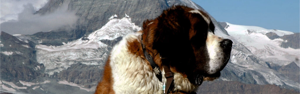 saint-bernard-dog-breed