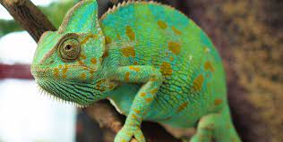 Veiled Chameleon, Priority pest animals, Pest animals, Biosecurity