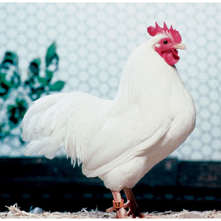 CLASSIFICATION OF POULTRY BREEDS CLASSIFICATION OF POULTRY BREEDS