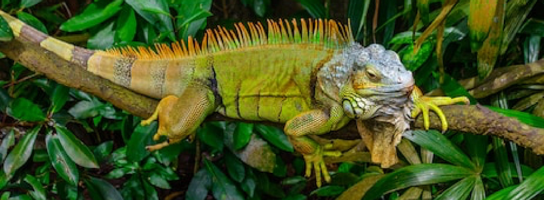 are iguanas good with dogs