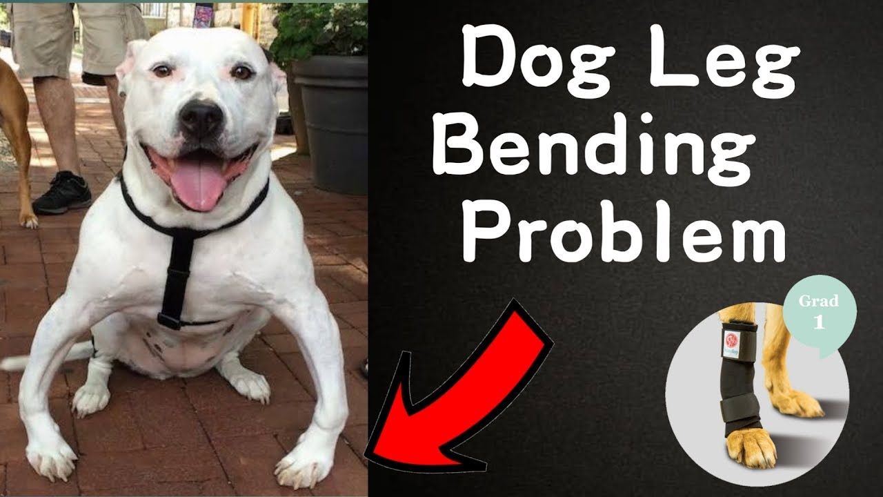 What Causes Paralysis In Dogs Front Legs And Thighs Infoupdate What Causes Paralysis In Dogs Front Legs And Thighs Infoupdate