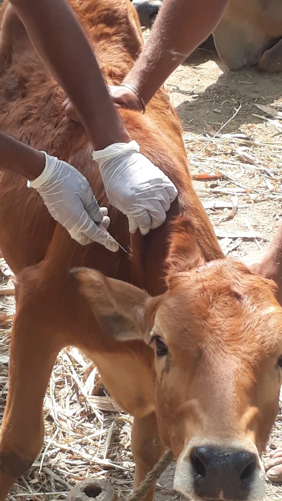 Vaccination: A Medical Prophylaxis and its Importance in Farm and Companion Animals Vaccination: A Medical Prophylaxis and its Importance in Farm and Companion Animals