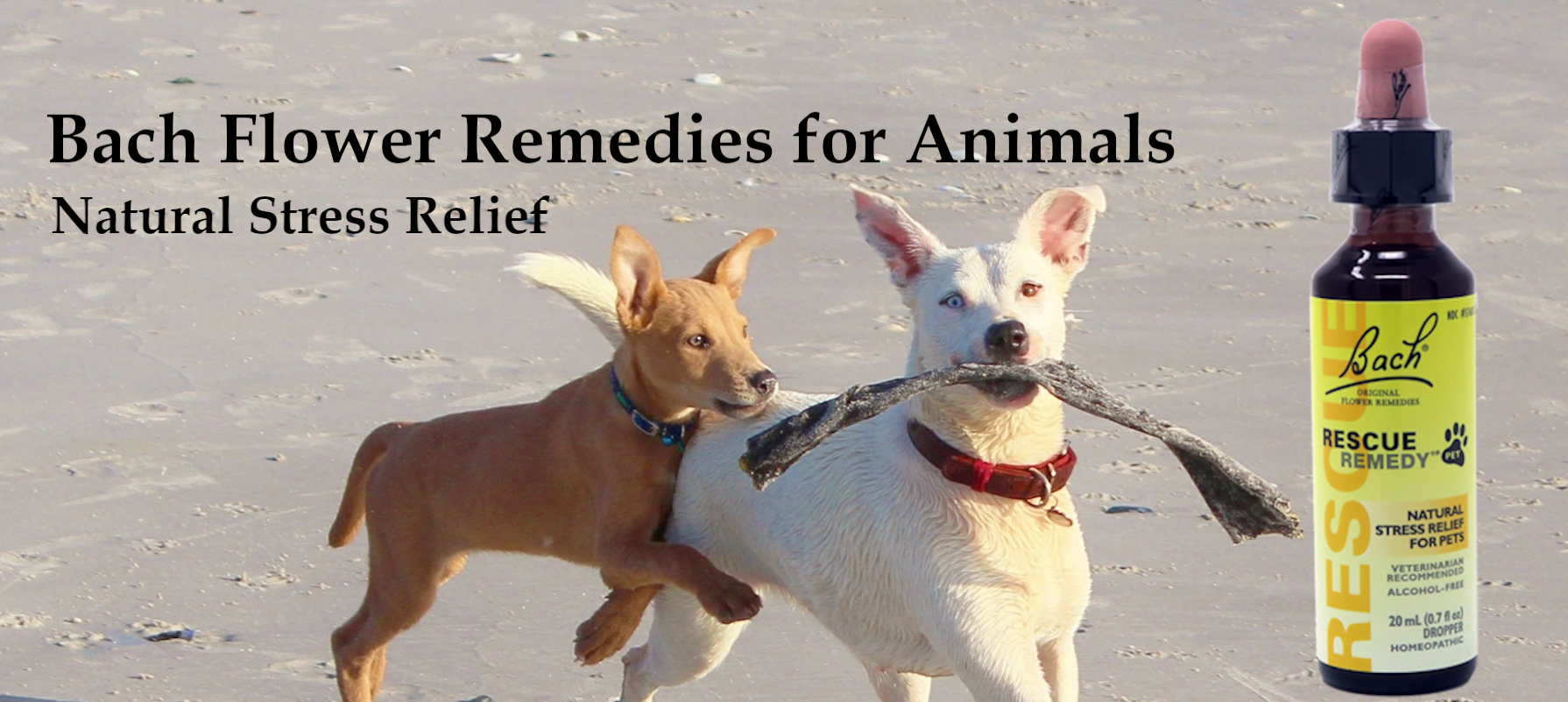 USE OF BACH FLOWER THERAPY IN PETS HEALING