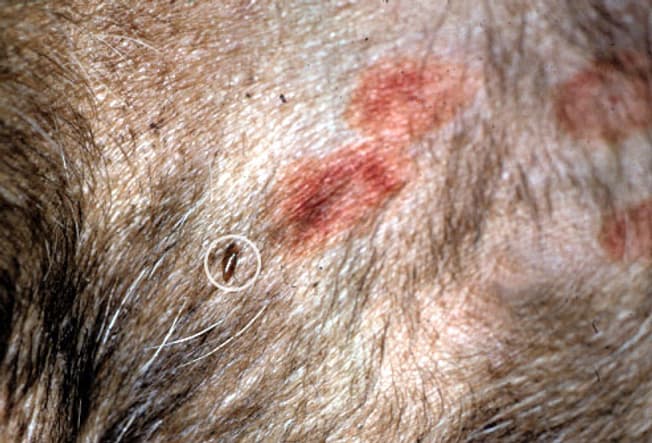 How Do I Treat My Dogs Heat Rash