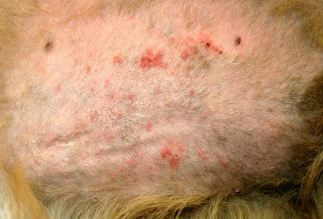 Dogs skin disease and treatment sale