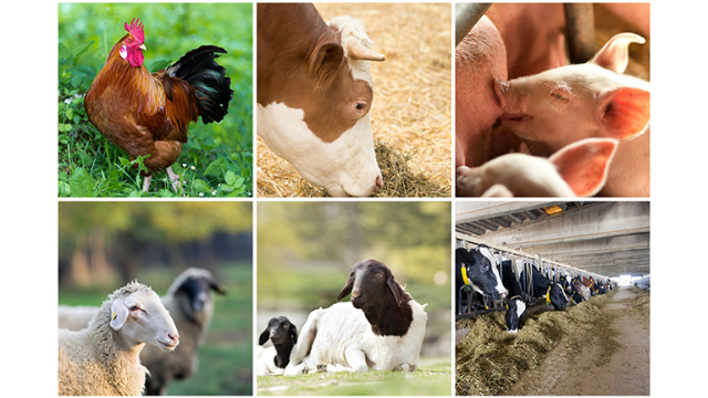 THE INDIAN LIVESTOCK SECTOR - AN OVERVIEW AND ITS ROLE ON AGRICULTURAL  SUSTAINABILITY