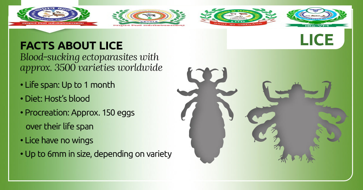 Home remedy for dog lice top