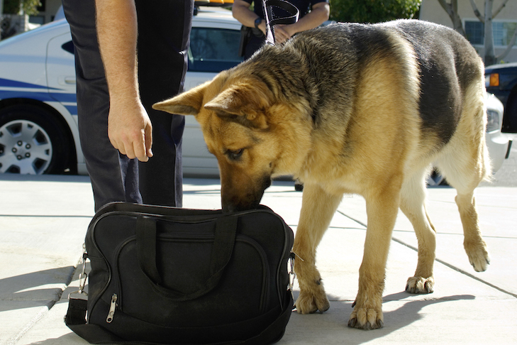 TRAINING OF DRUG SNIFFING DOGS:USING NOSES TO KNOW DRUGS
