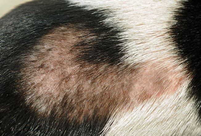 SKIN PROBLEMS IN DOGS SYMPTOMS DIAGNOSIS TREATMENT PREVENTIVE CARE