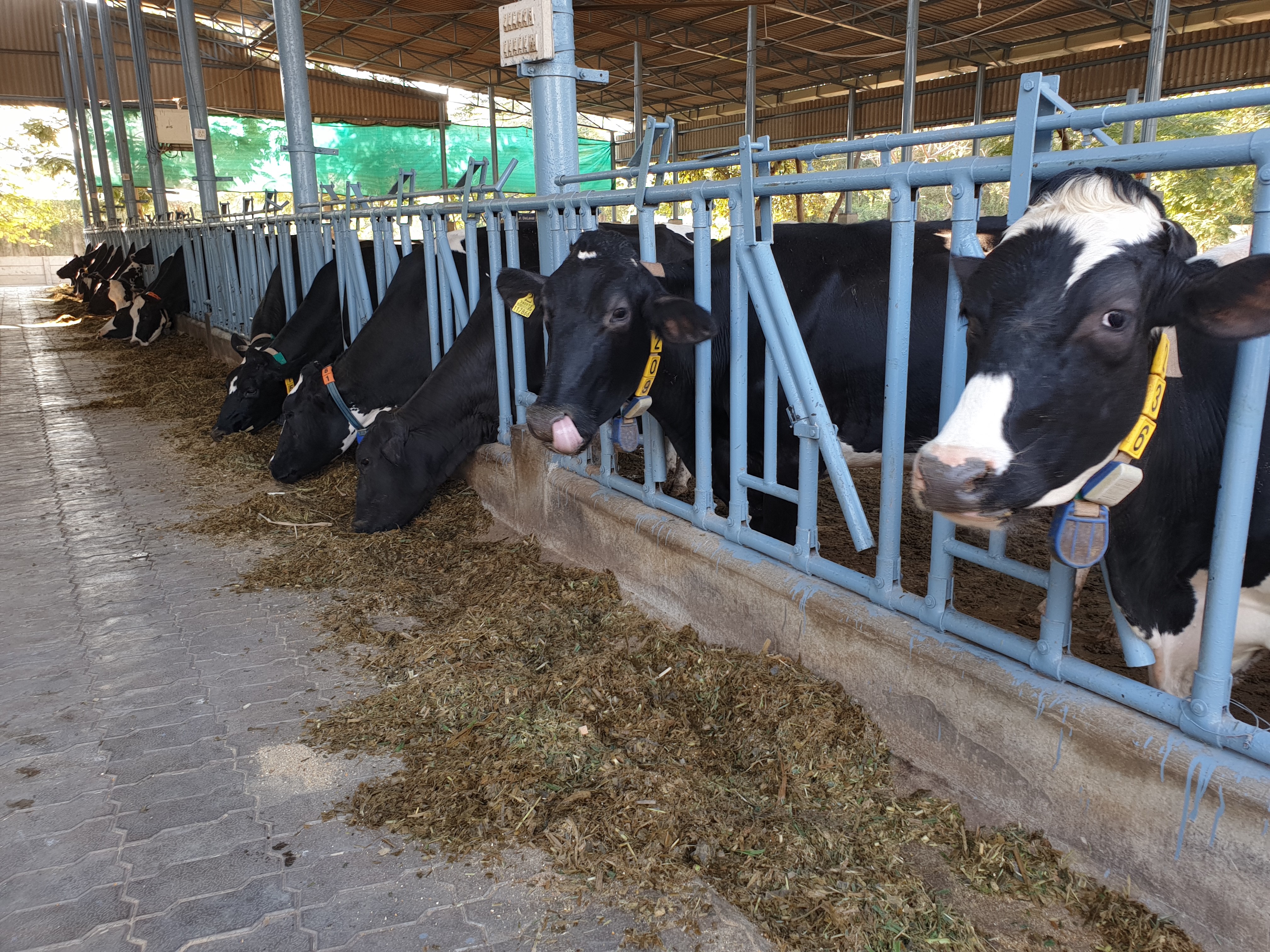 CHALLENGES AND STRATEGIES FOR THE SUSTAINABLE DAIRY FARMING IN INDIA CHALLENGES AND STRATEGIES FOR THE SUSTAINABLE DAIRY FARMING IN INDIA